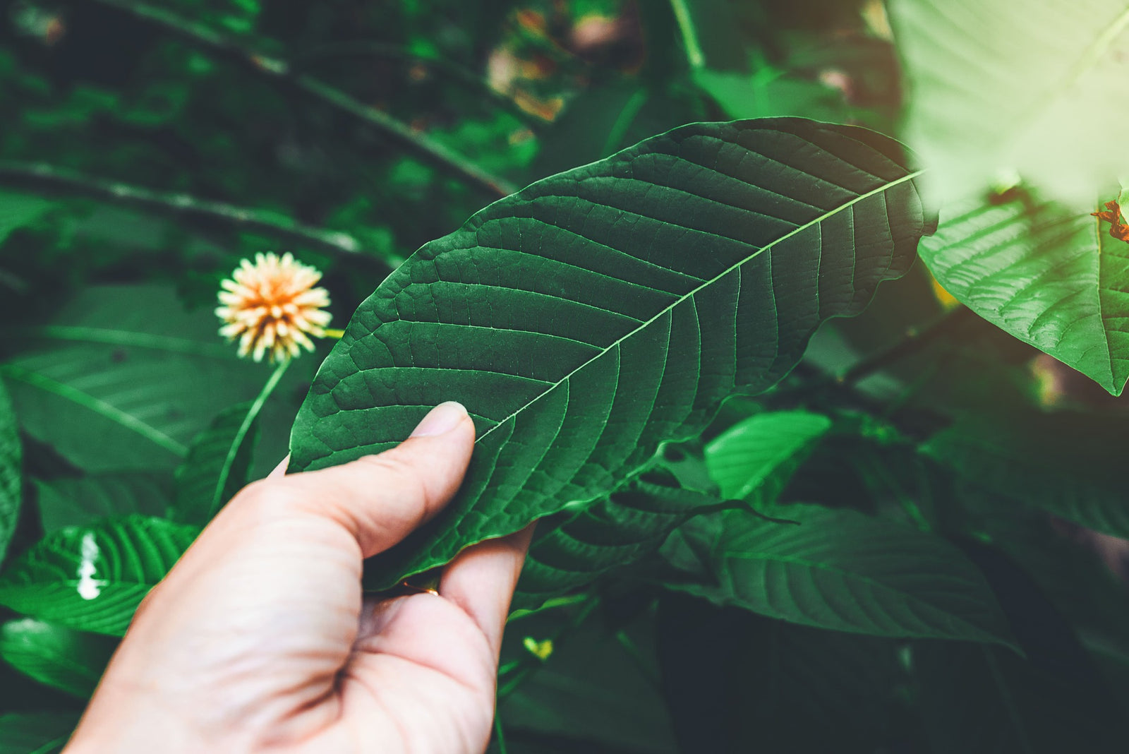 Hand Touching Kratom Leaf