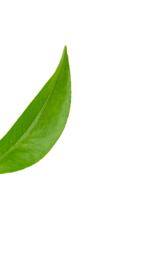Kratom Leaf