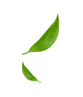 Kratom Leaf